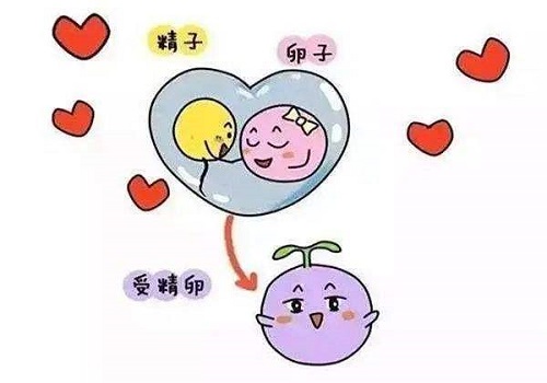 試管嬰兒手術需要的費用