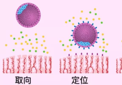 北京去俄羅斯做試管助孕的影響幾率？?